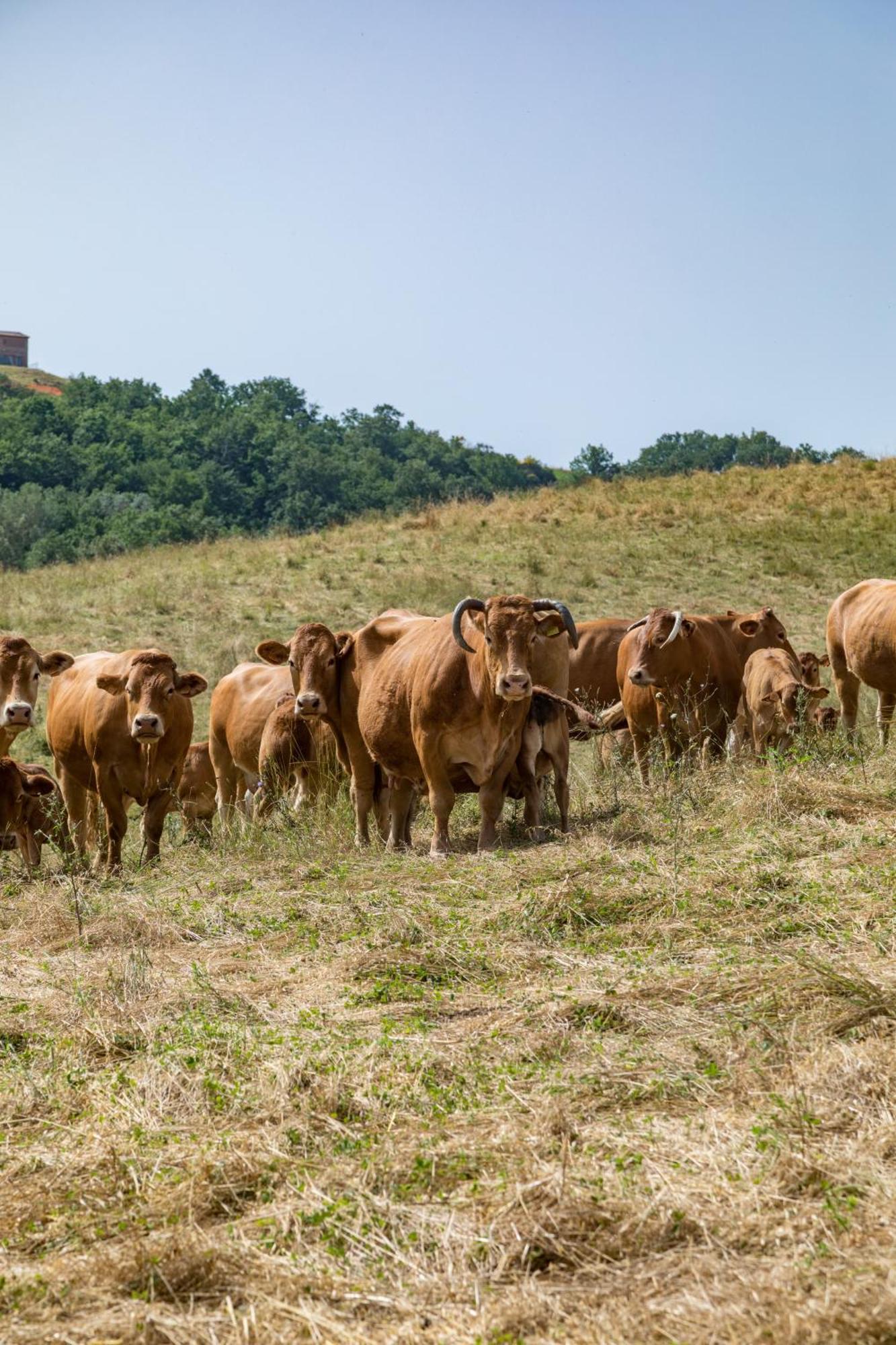 Villa Agriturismo Tenuta La Campana 阿夏诺 外观 照片